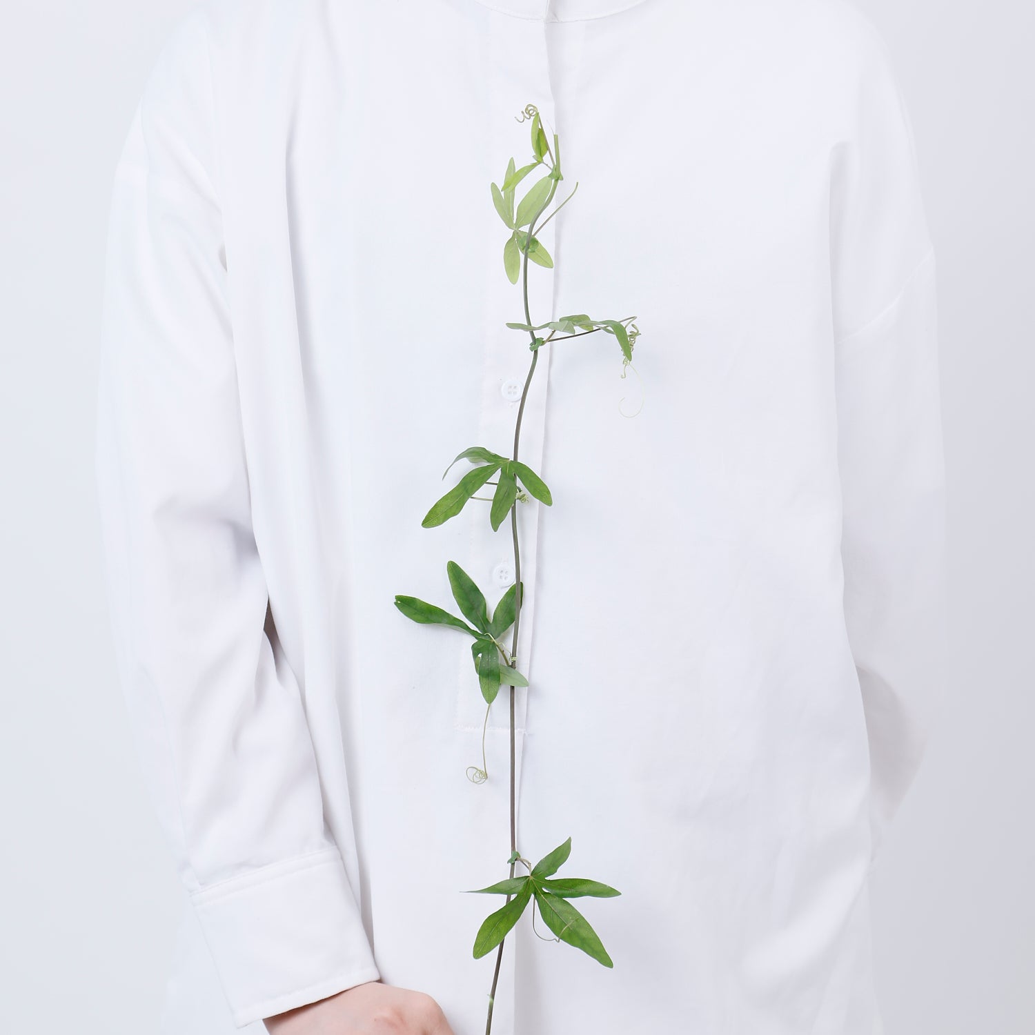 時計草