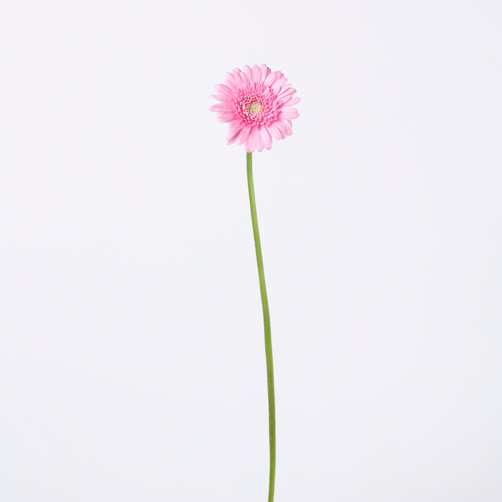 小輪 mix