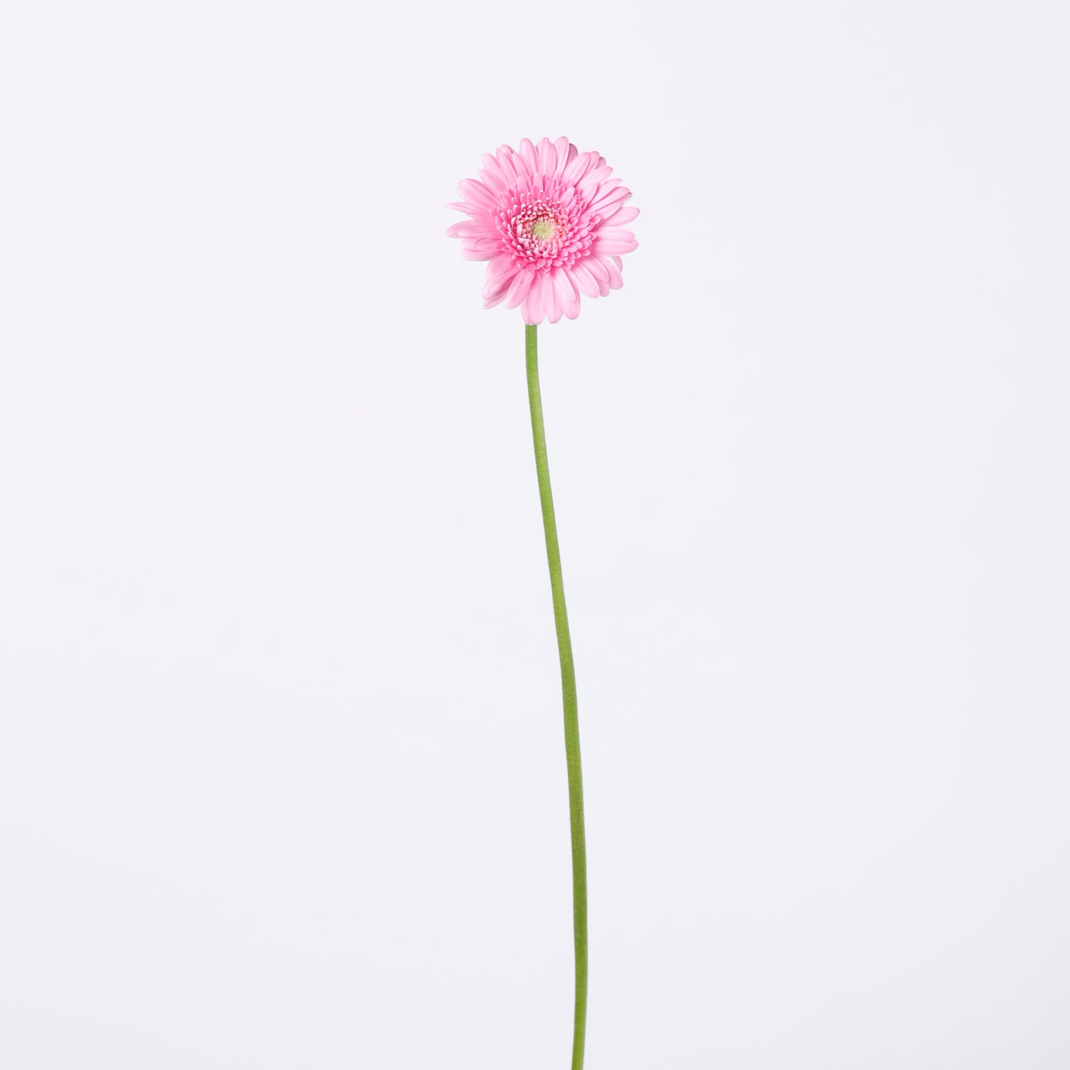小輪 mix