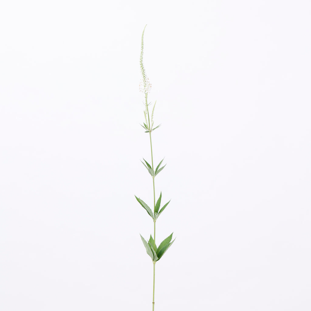 草花ミックス