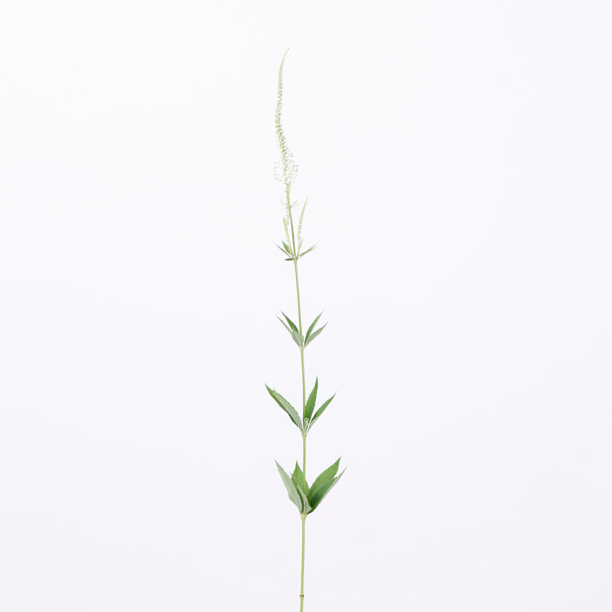 草花ミックス