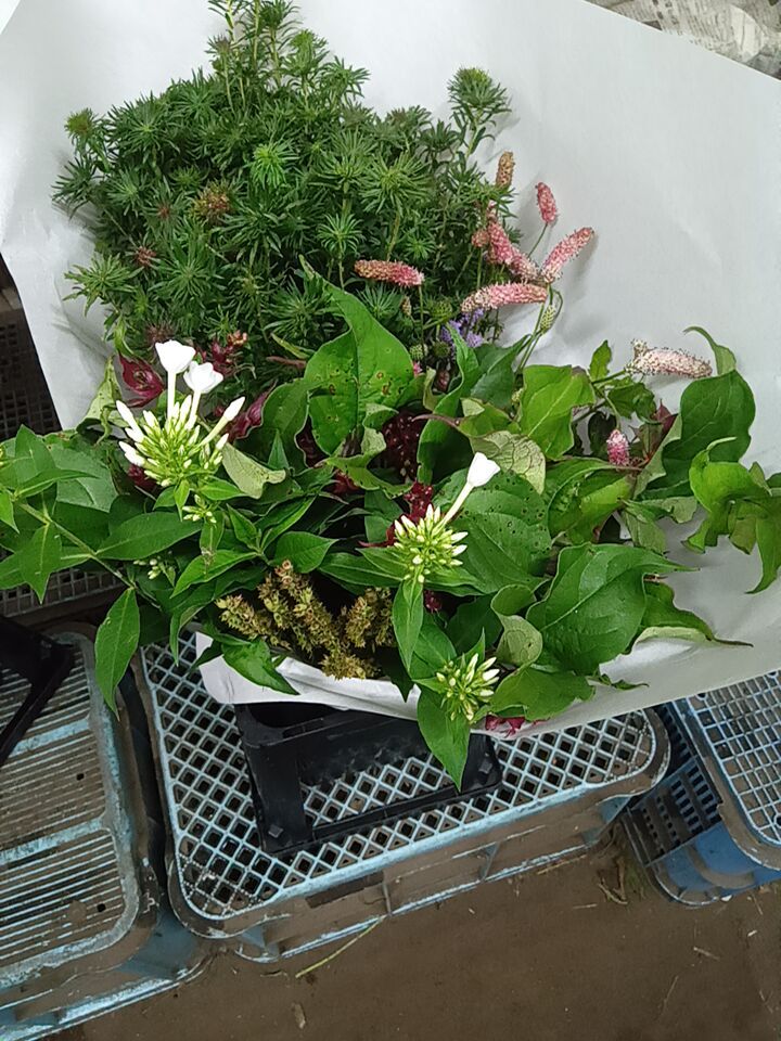 切り花ミックス