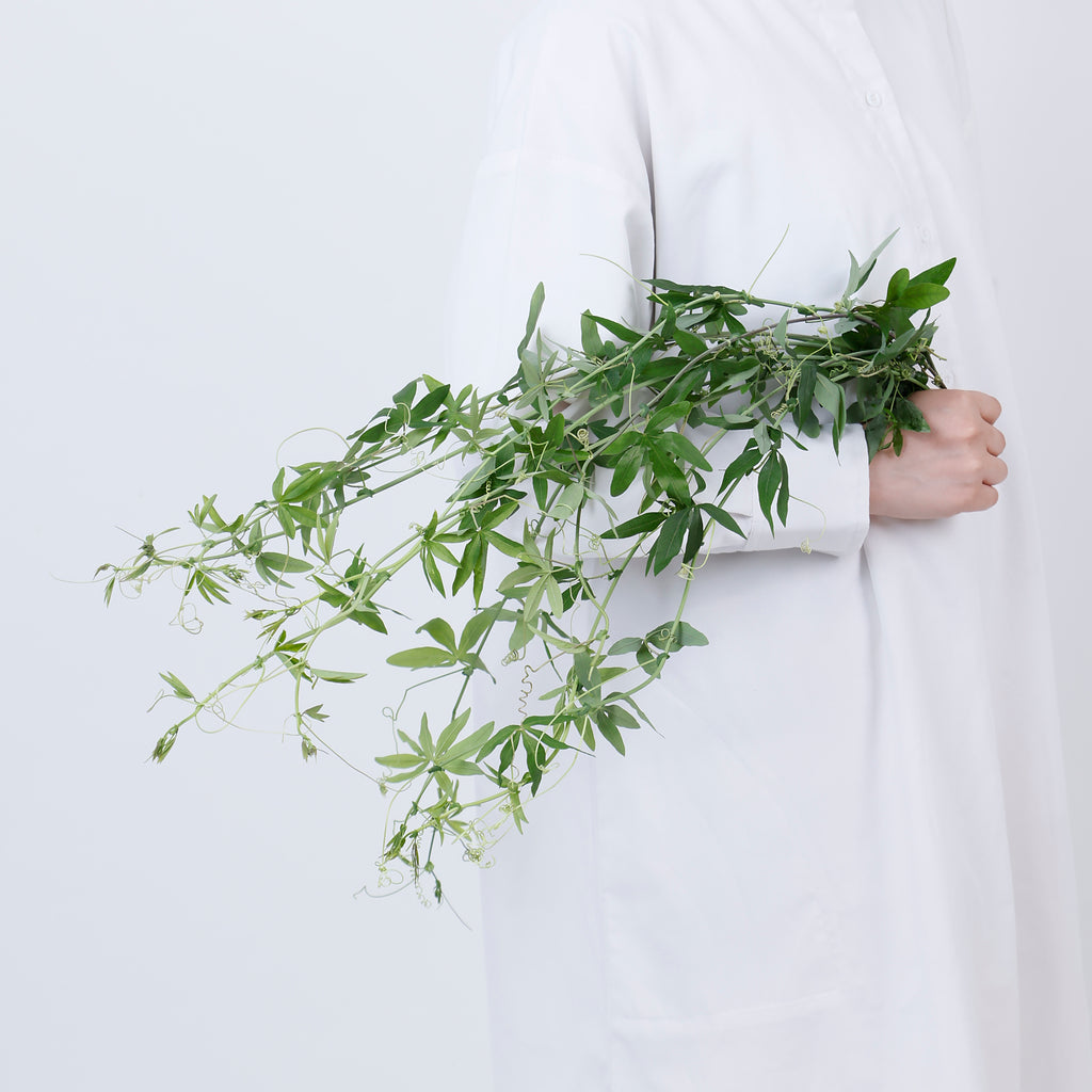 時計草